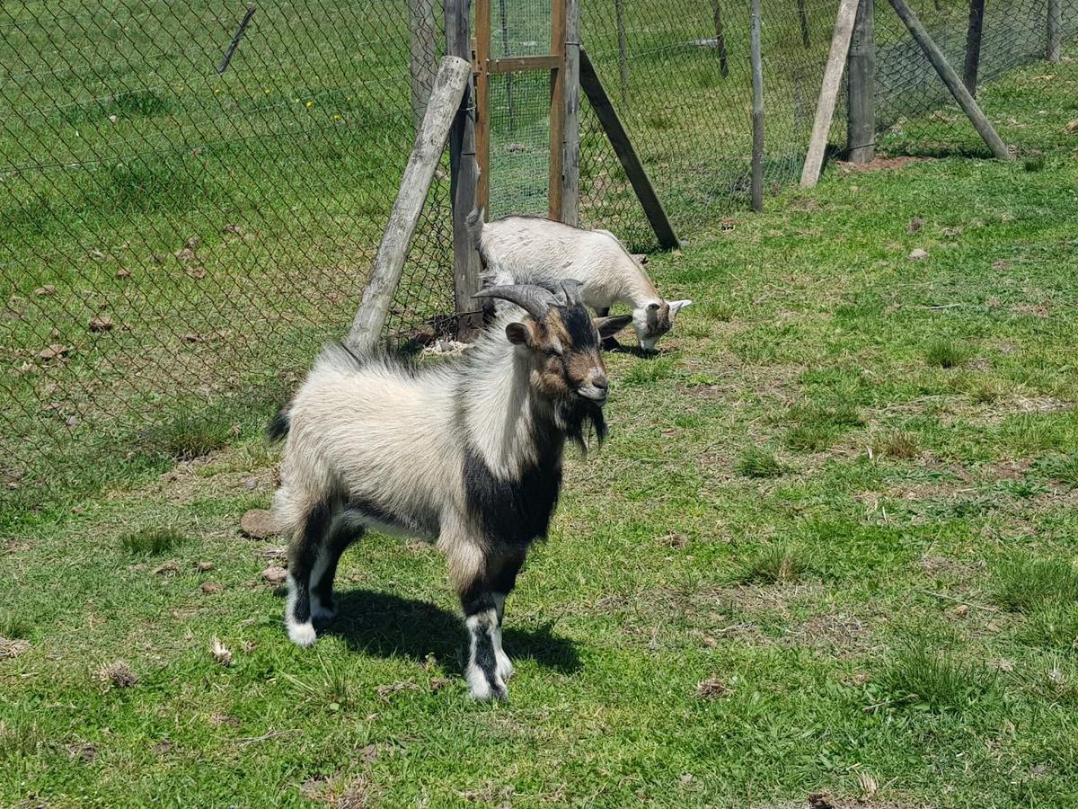 Glentana Hartsklop Guest Farm Bed & Breakfast エクステリア 写真